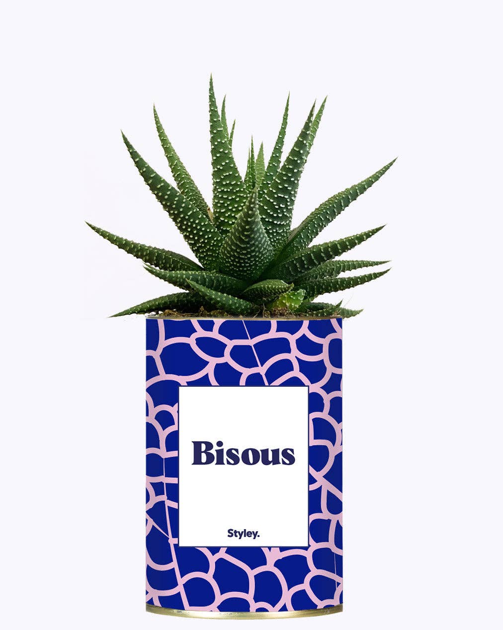 Styley - Wholesale Succulent - Bisous - Cactus1