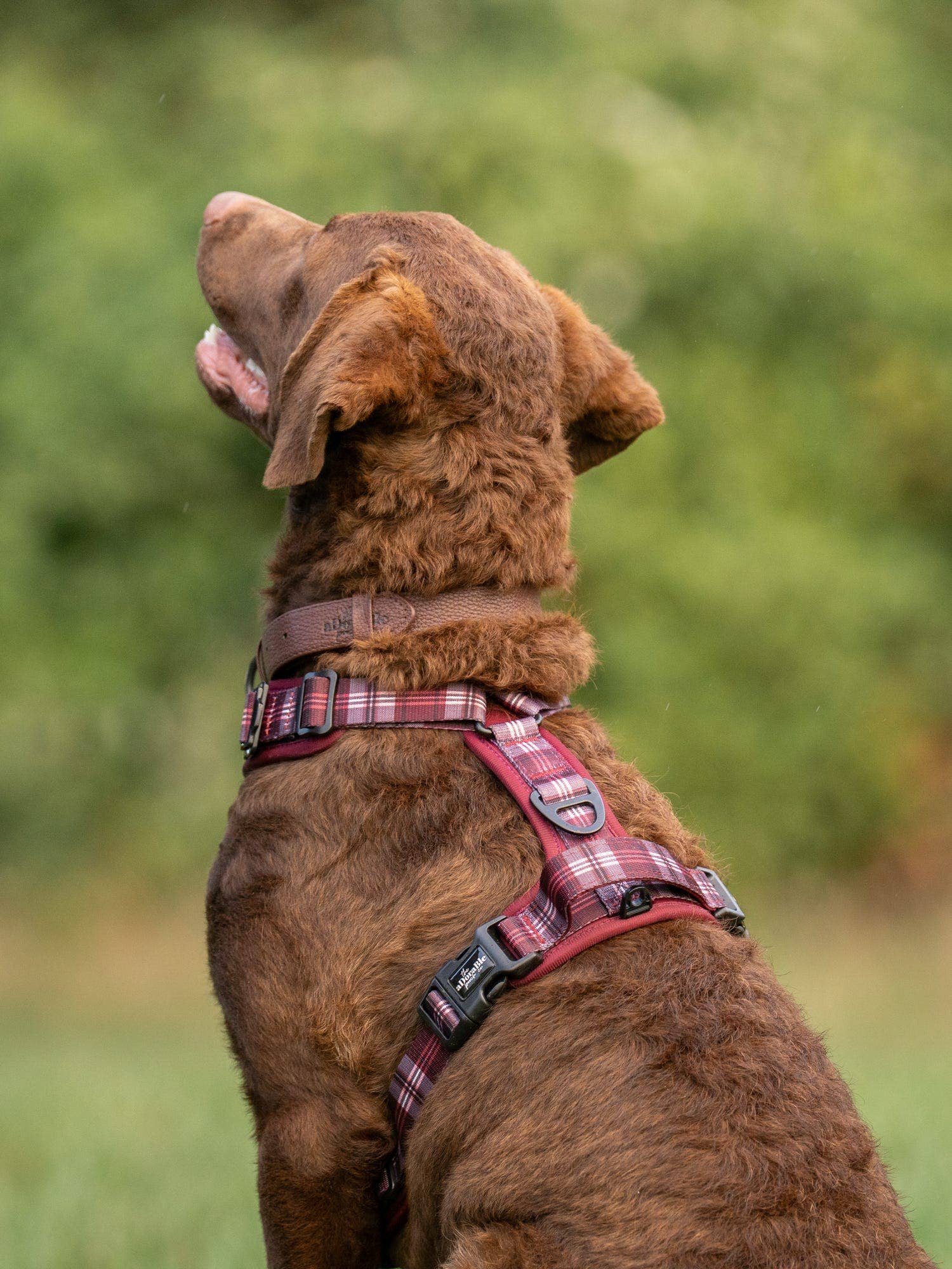 The aDoraBle Pooch Company - Wholesale Pet Harness - Dog - Streamline Pro™ Dog Harness - Heritage Collection - Merlot Manor7
