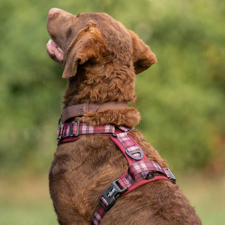 The aDoraBle Pooch Company - Wholesale Pet Harness - Dog - Streamline Pro™ Dog Harness - Heritage Collection - Merlot Manor7