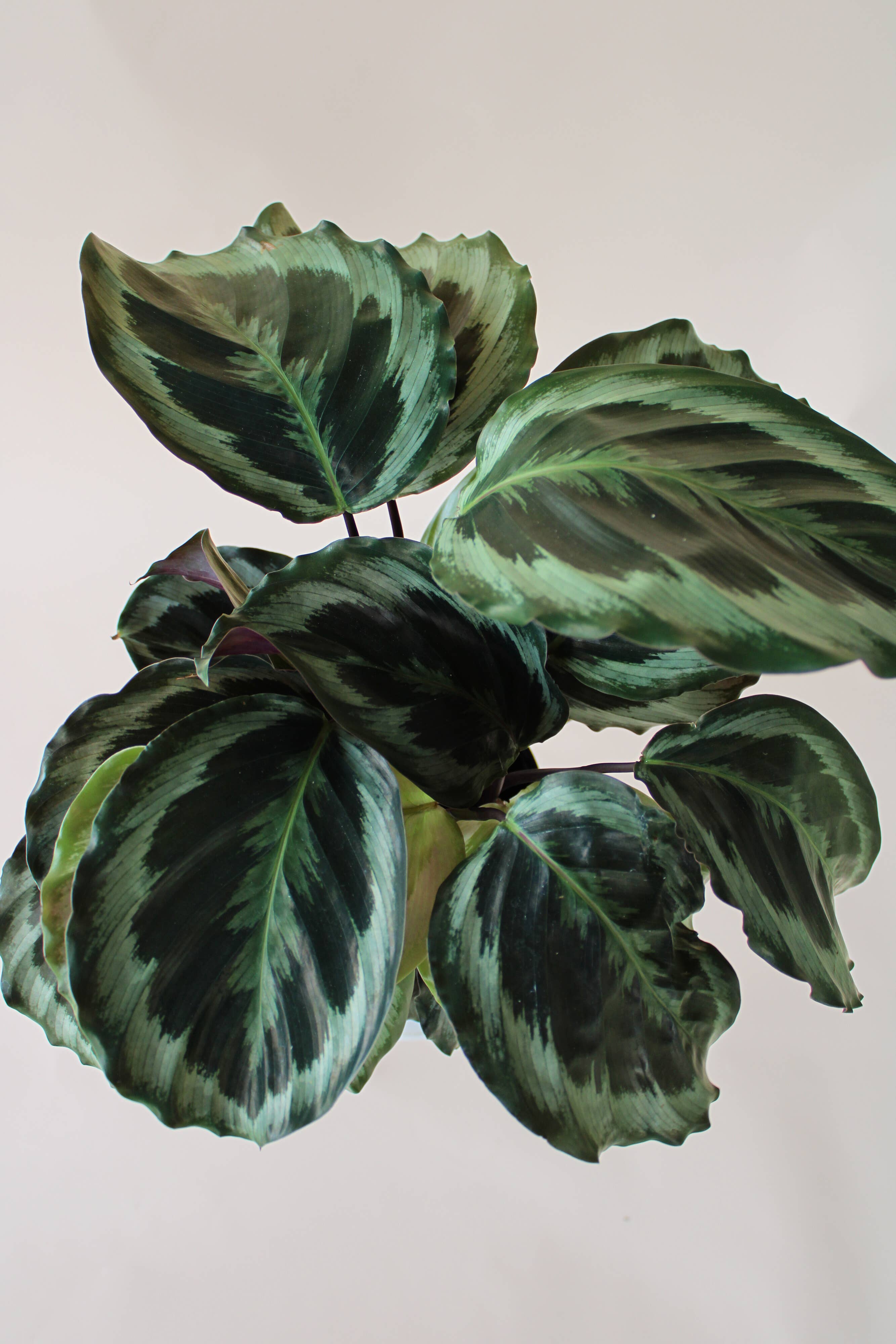 Hidden Valley Ranch & Nursery Inc - Wholesale Live Plant - 6" Calathea Medallion3