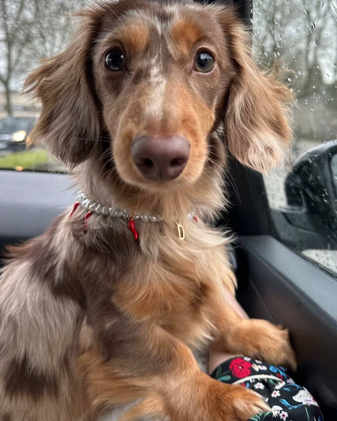 Aura - Wholesale Pet Collar - Cat/Dog - Picante pearl necklace for dogs and cats2