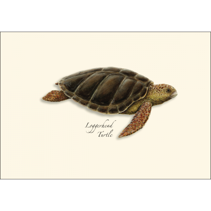 Earth Sky + Water - Wholesale Stationery/Notecard Set - Sea Turtle Assortment1