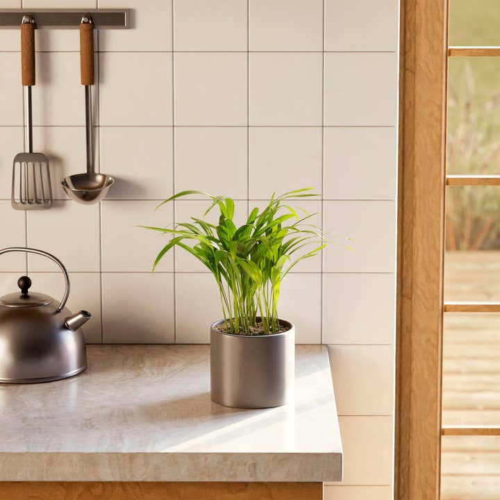 Lively Root - Wholesale Live Plant - Areca Palm Indoor Tree20