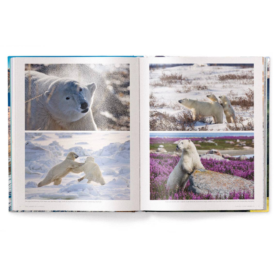 gestalten & teNeues - Wholesale Arts & Entertainment Book - The World4