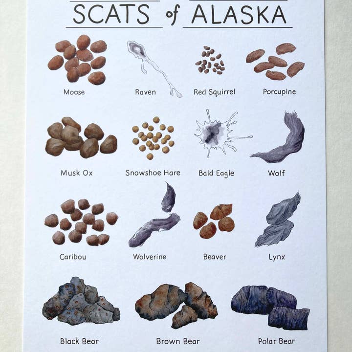 Tiny Nest Studio - Vente Affiche d'art - Impression artistique Scat of Alaska2
