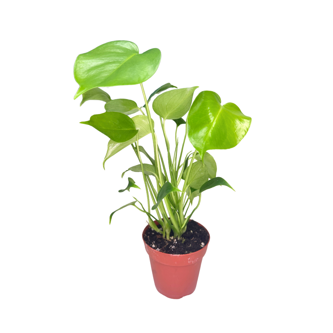 Flow State - Wholesale Live Plant - 4" Monstera Deliciosa – Wholesale Live Houseplant1