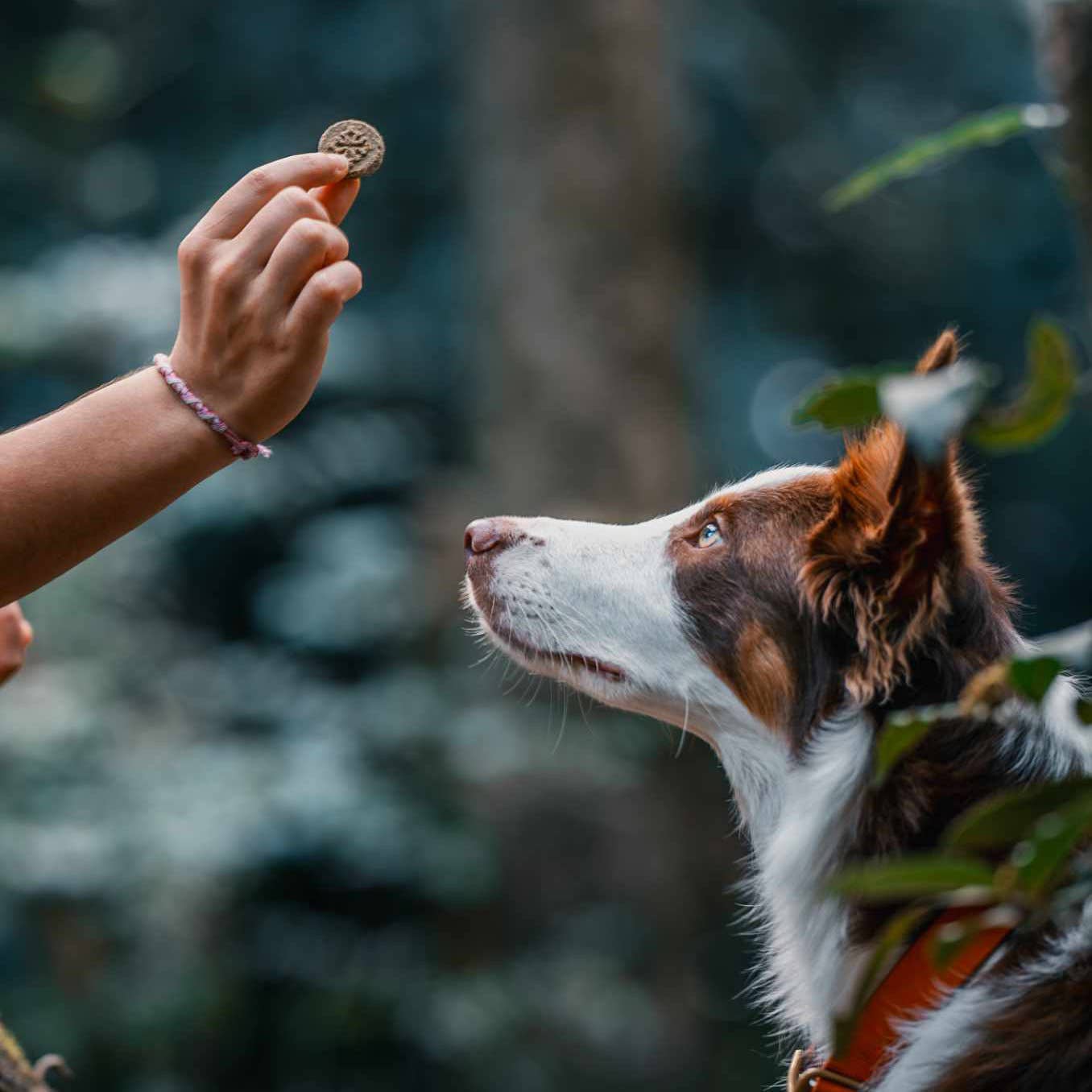 Scraps Gourmet - Wholesale Pet Treats - Dog - SPINACH & KELP SCRAPS 120g1