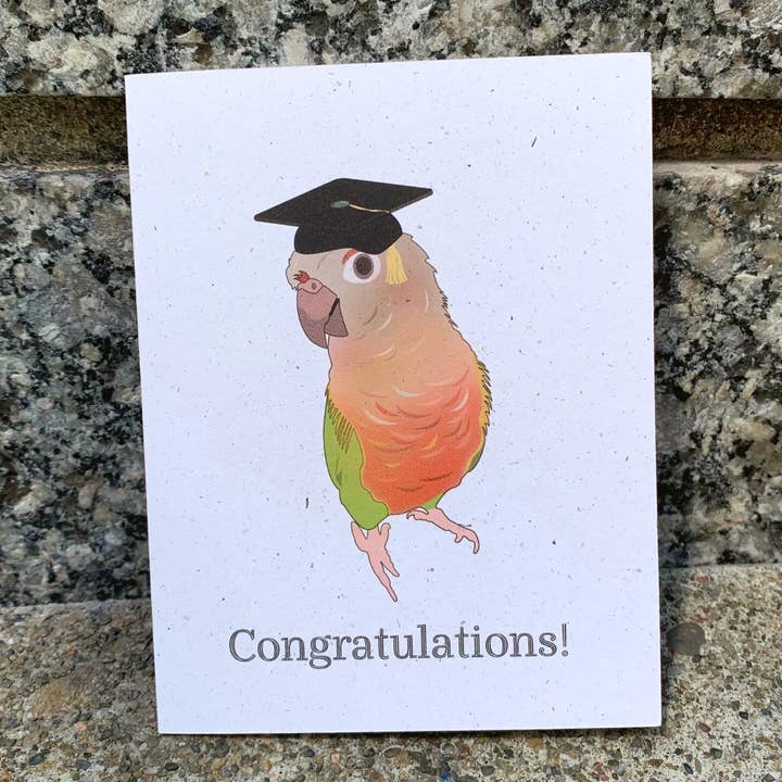 Graduation - Pineapple Conure for wholesale by Hakuna Matata Vibes