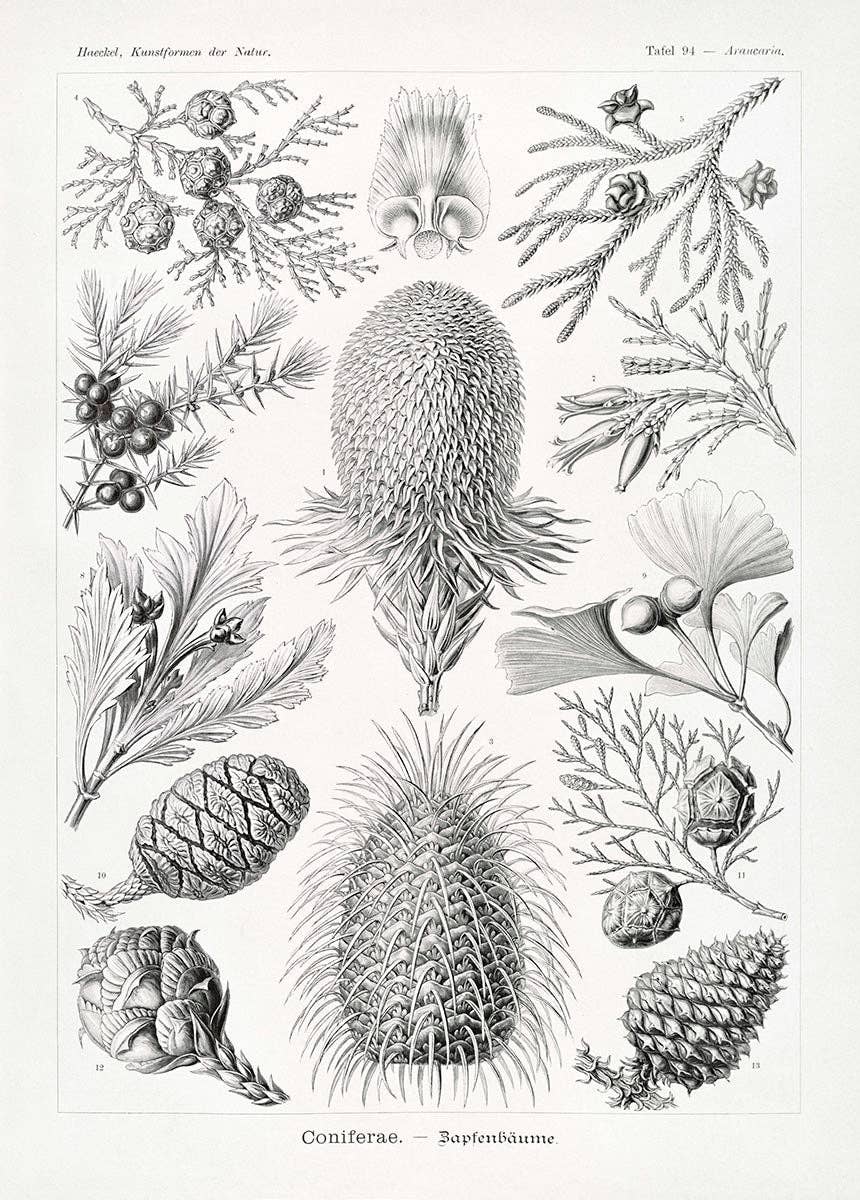 Rock Paper Scissors Wall Art - Wholesale Art Print - Coniferae by Ernst Haeckel1