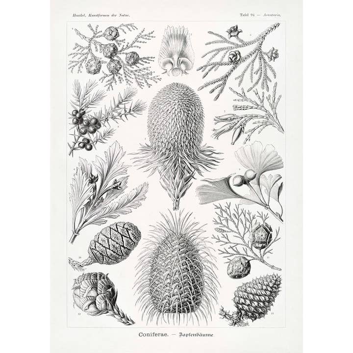 Rock Paper Scissors Wall Art - Wholesale Art Print - Coniferae by Ernst Haeckel1