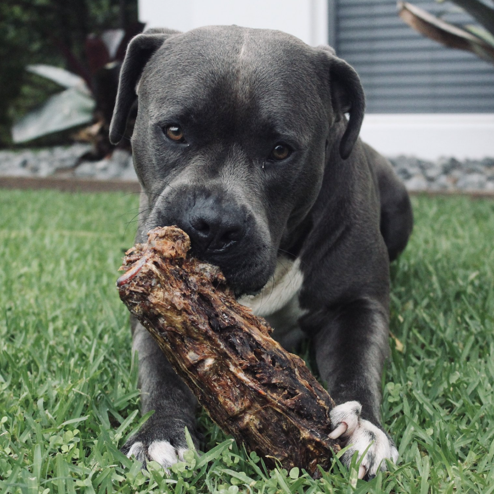 Rover Pet Products - Wholesale Pet treats – Dog - Get Off Ma' Tail - Kangaroo Tails5