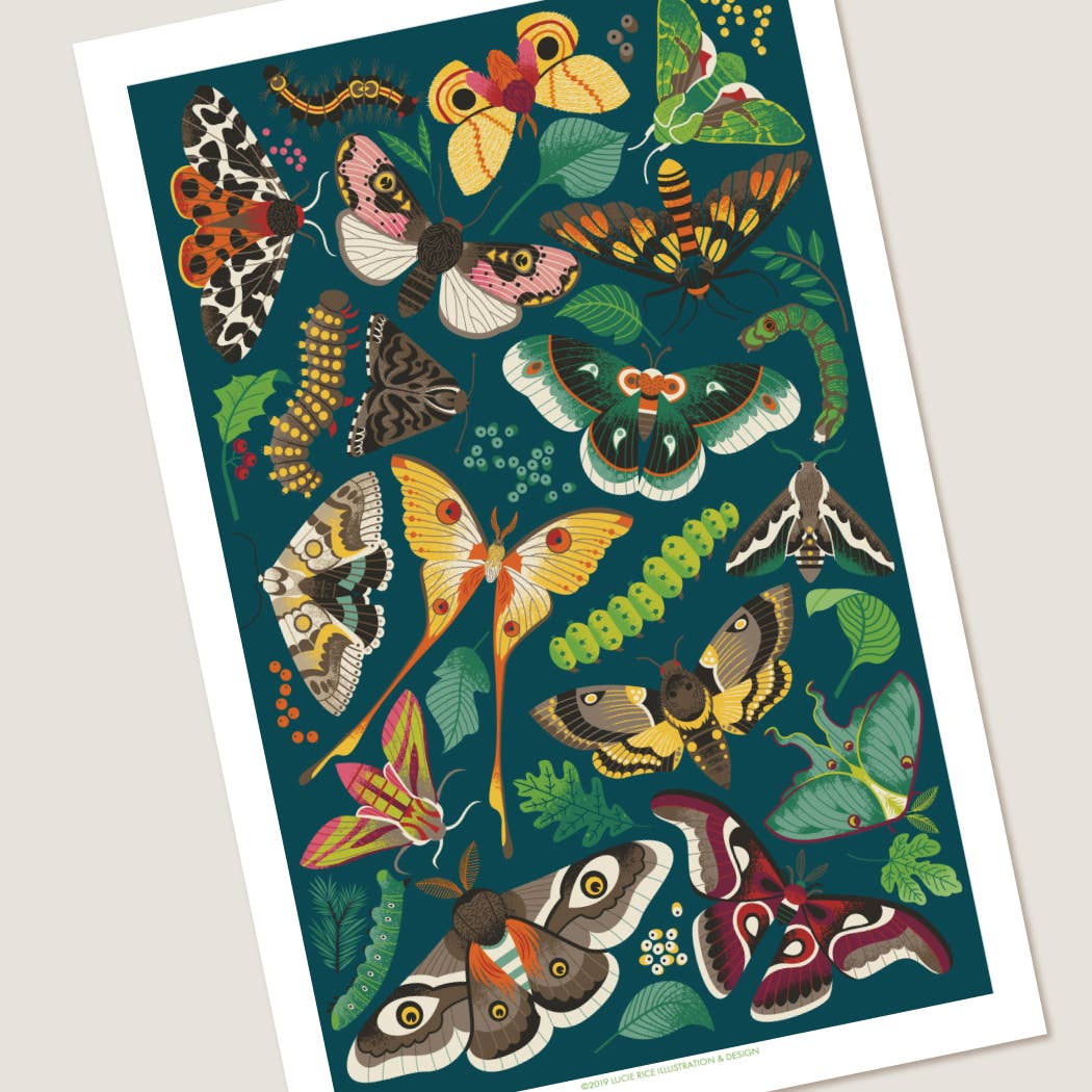 Lucie Rice Illustration and Design - Wholesale Art Print - Modern Moth Art Print1