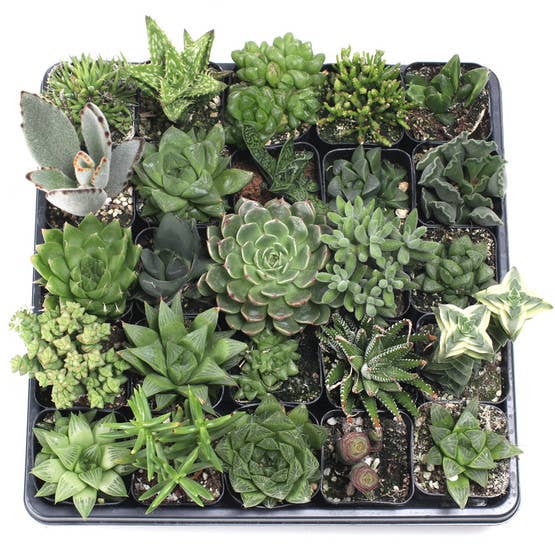 Mountain Crest Gardens - Vente Succulentes - Lot de 20 plantes succulentes d'intérieur faciles (20 variétés, pots de 2")4