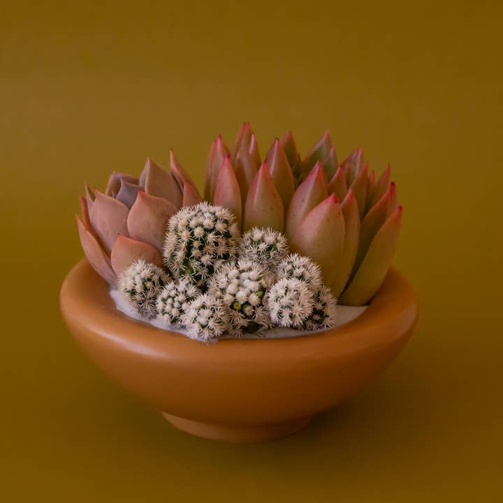 Jungle Club - Wholesale Plant Pot - Birdie Bowl | Ginger