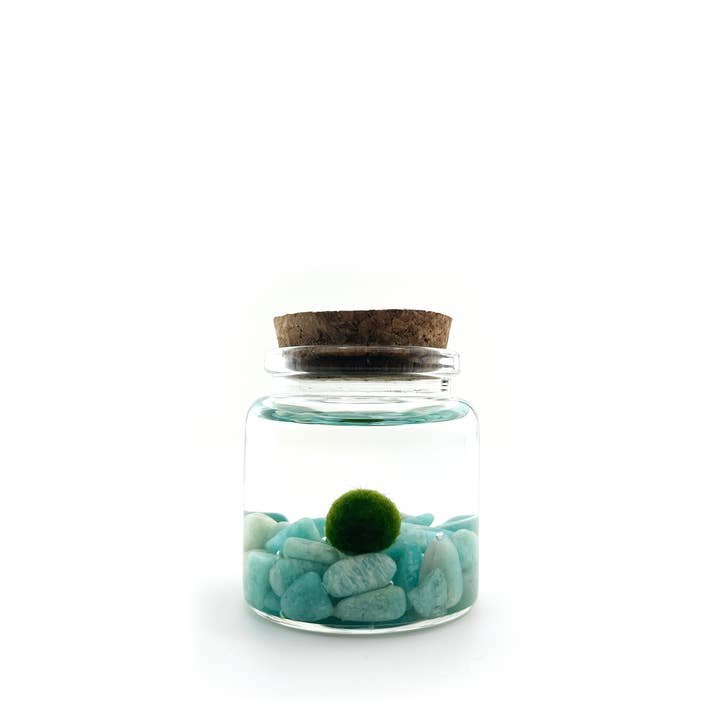Moss Amigos | Moss Ball Terrariums - Wholesale Live Plant - Small Marimo Moss Ball Terrarium with Amazonite Gemstone1