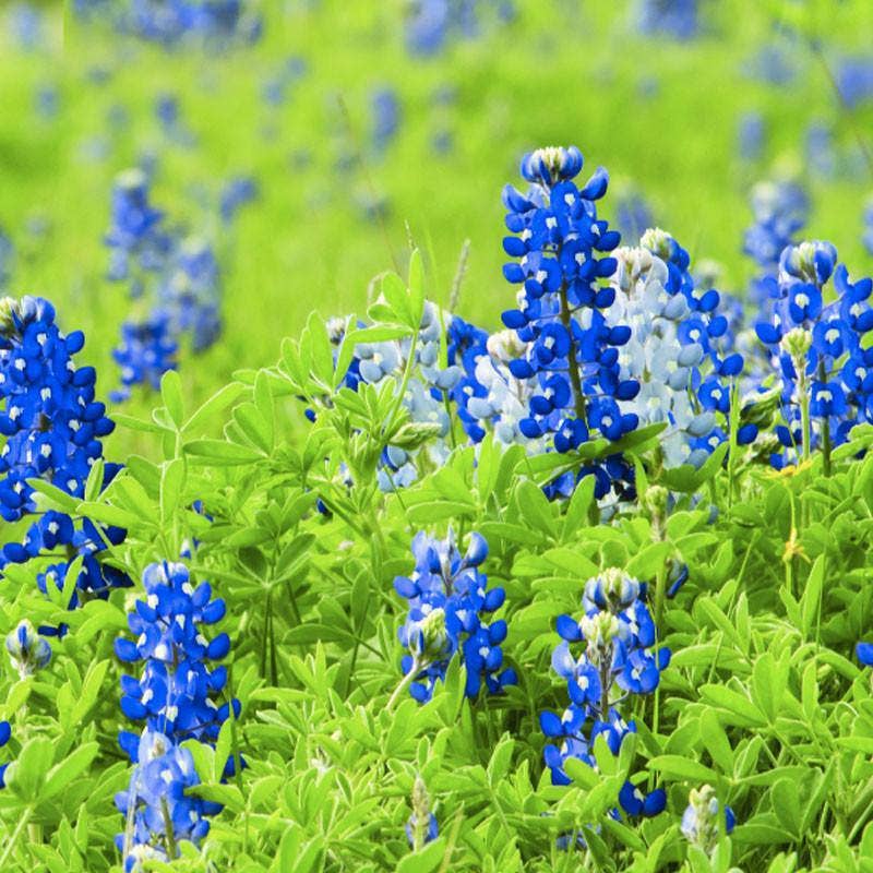 Bentley Seed Co. - Wholesale Plant Seeds - Texas Bluebonnet Seed Packets2