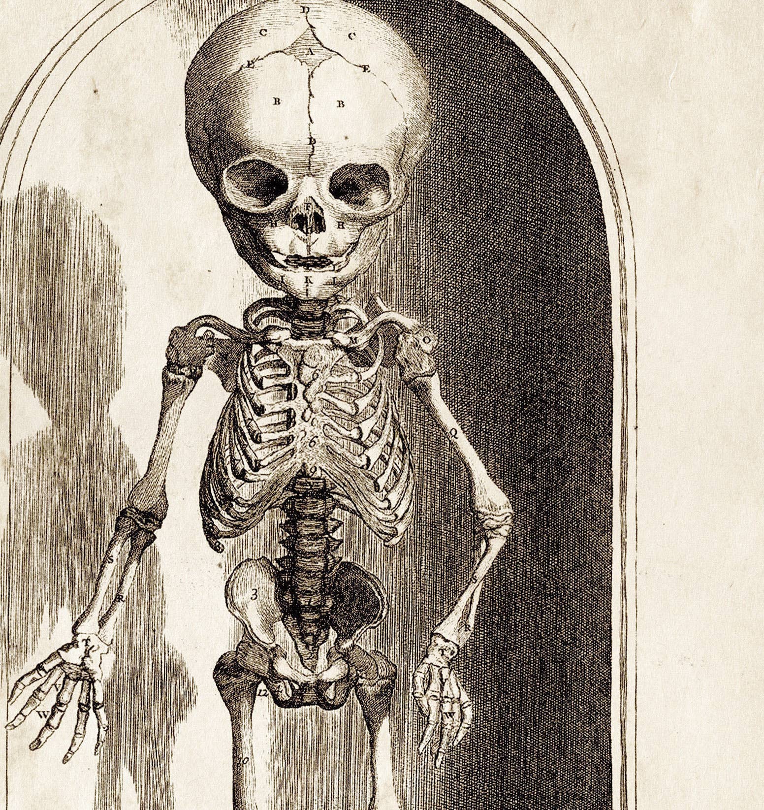 Curious Prints - Wholesale Art Print - Vintage Anatomy Small Skeleton Print w/ optional frame1
