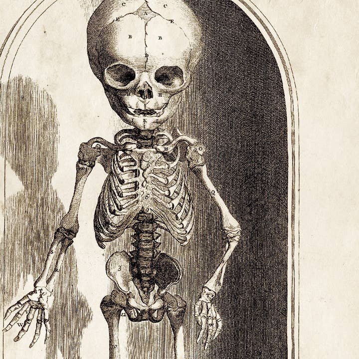 Curious Prints - Wholesale Art Print - Vintage Anatomy Small Skeleton Print w/ optional frame1