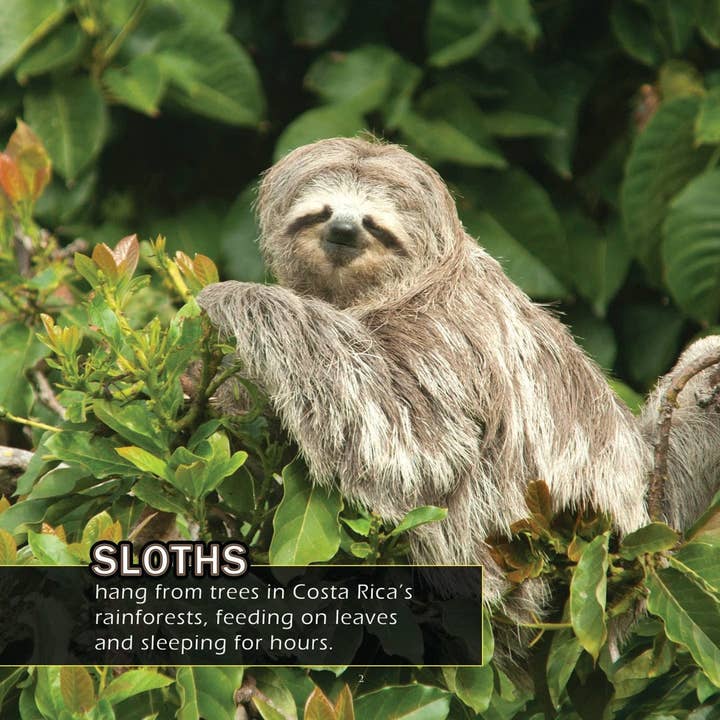 My Incredible World - Vente Livre sur la nature et les activités de plein air - Animaux du Costa Rica ! Un livre d'images de mon incroyable monde pour enfants2