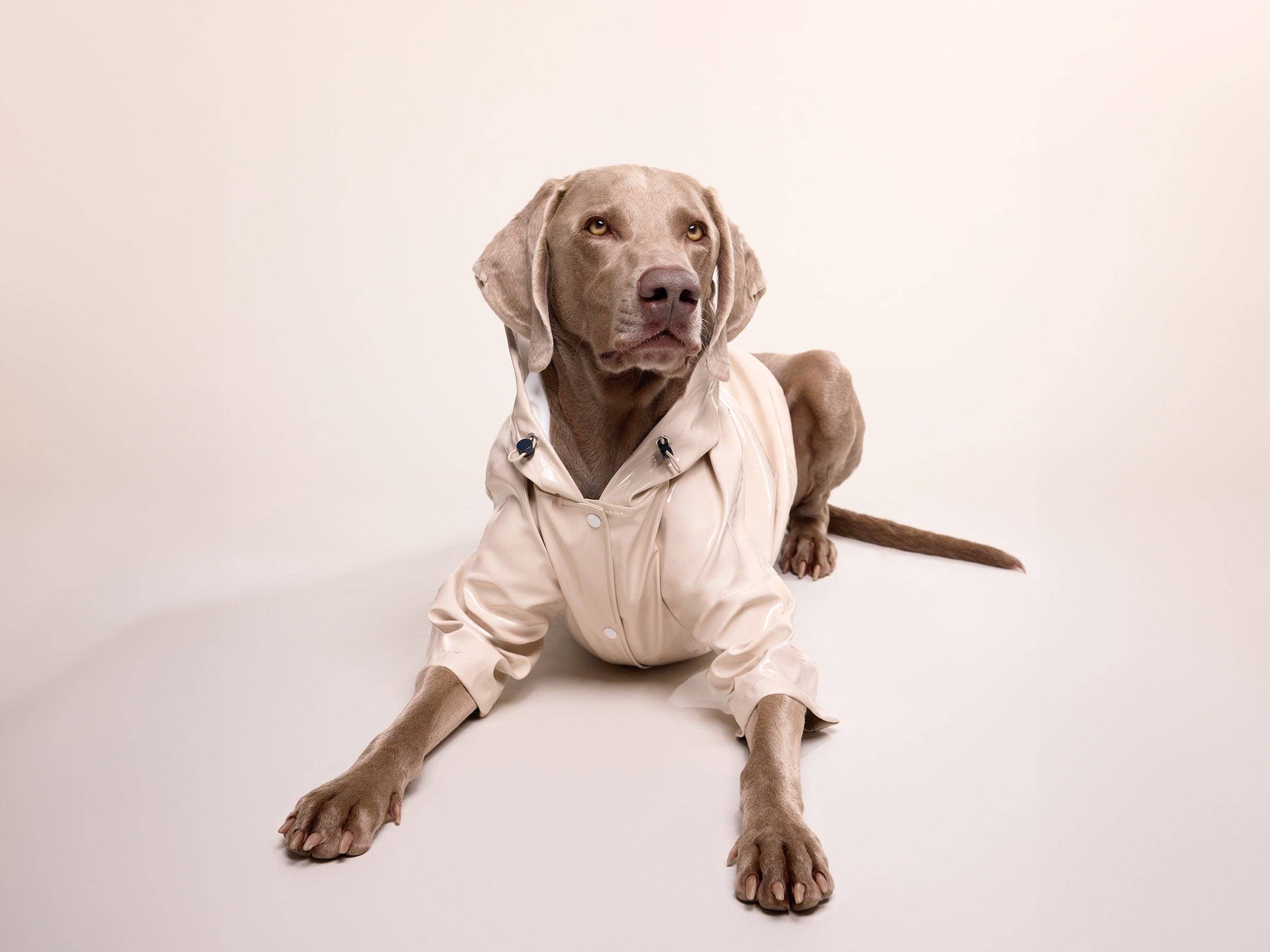 French Bandit - Wholesale Hondenregenjas - Hond - Crèmekleurige regenjas voor honden6