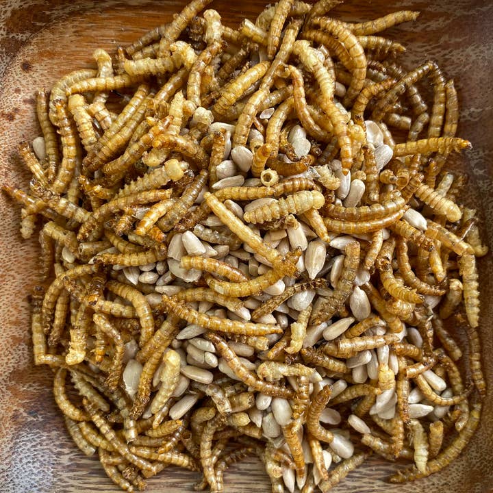 The Native Bird - Wholesale Bird Feeder - Bluebird Blend 2lb - Bird Seed1