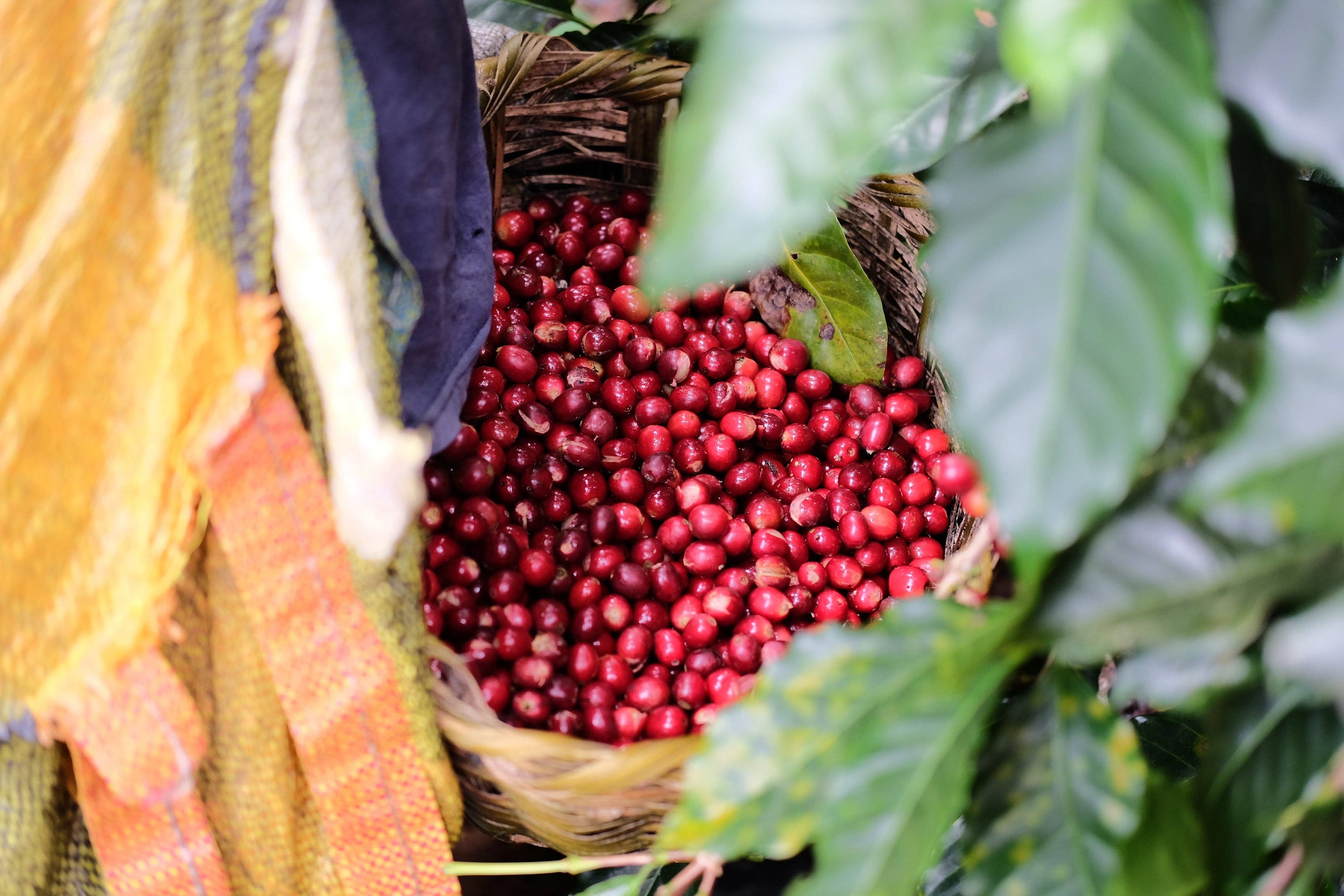 Paso Paso - Farmer Owned Coffee - Wholesale Coffee Beans - Nicaragua - Silvio Sánchez - Catuai Natural12
