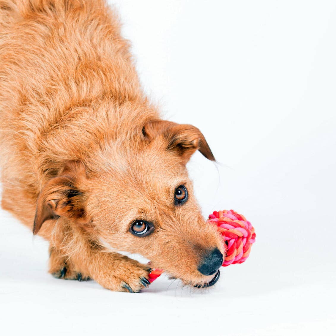 LABONI - Volentis GmbH - Wholesale Pet Toy - Dog - MINI SCHLEUDERBALL – Small Size, Big Fun9