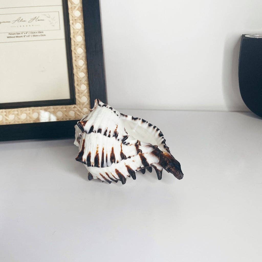 Jasmine Alice Home - Vente Bougies originales - Grande bougie en coquille de murex noir2