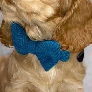 Collar para perro Harris Tweed® con pajarita (Luskentyre), color aguamarina para venta al por mayor de BOWZOS