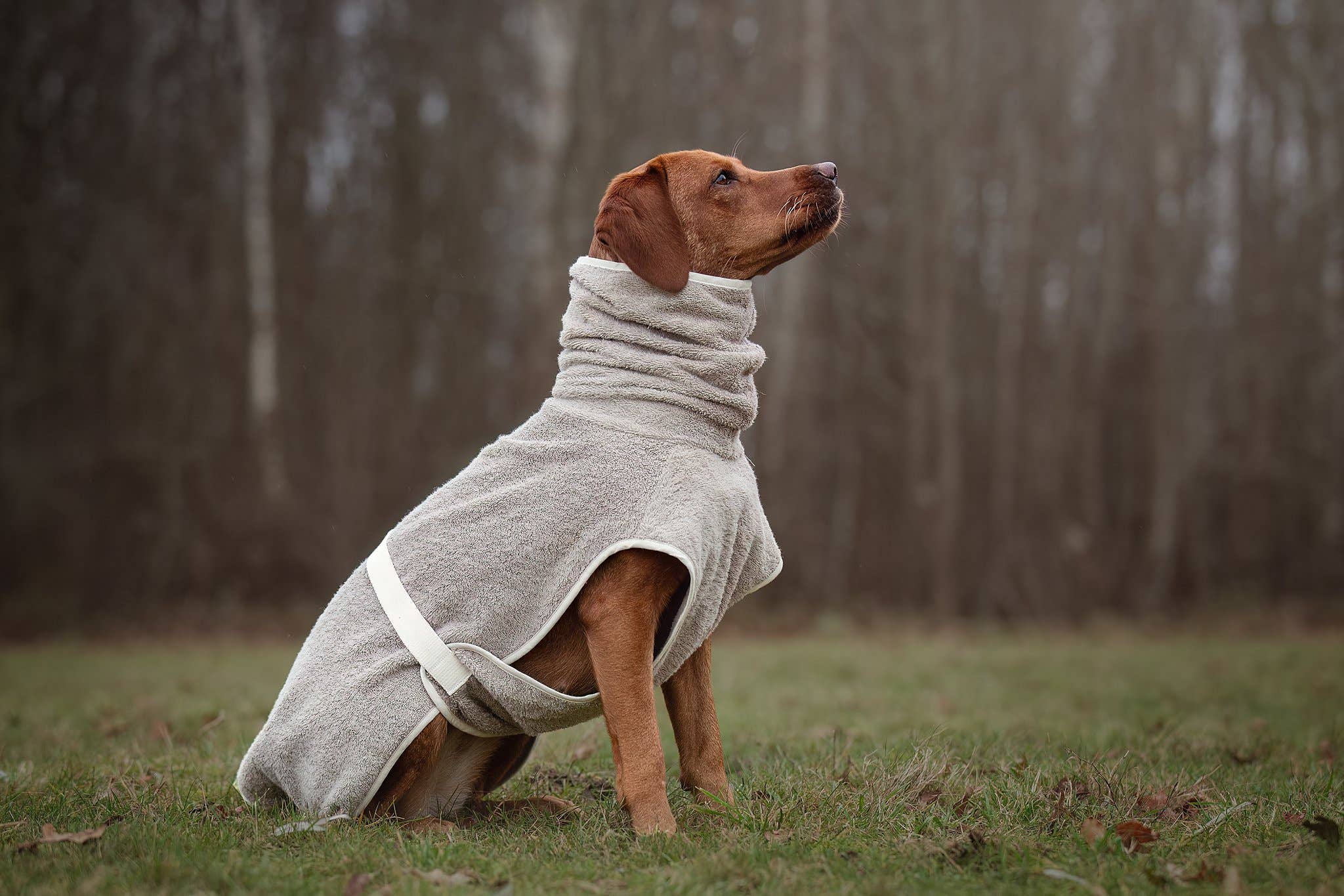 Dog Bathrobe Clay for wholesale on Faire2