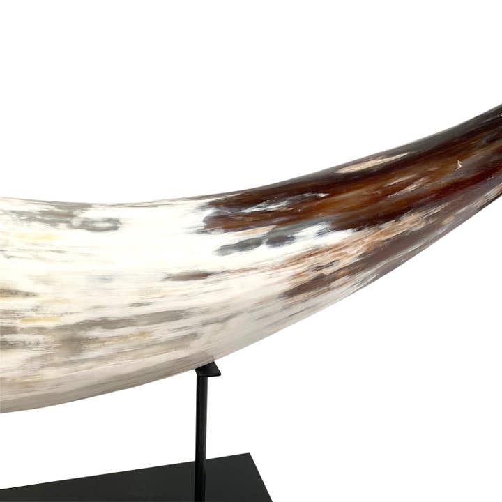 OUTPOST ORIGINAL - Wholesale Decorative Tabletop Object - African Cattle Watusi Horn