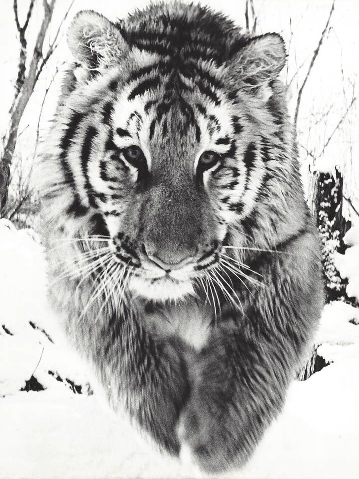 90210 Exoten für den Großhandel von 90210 Exotics