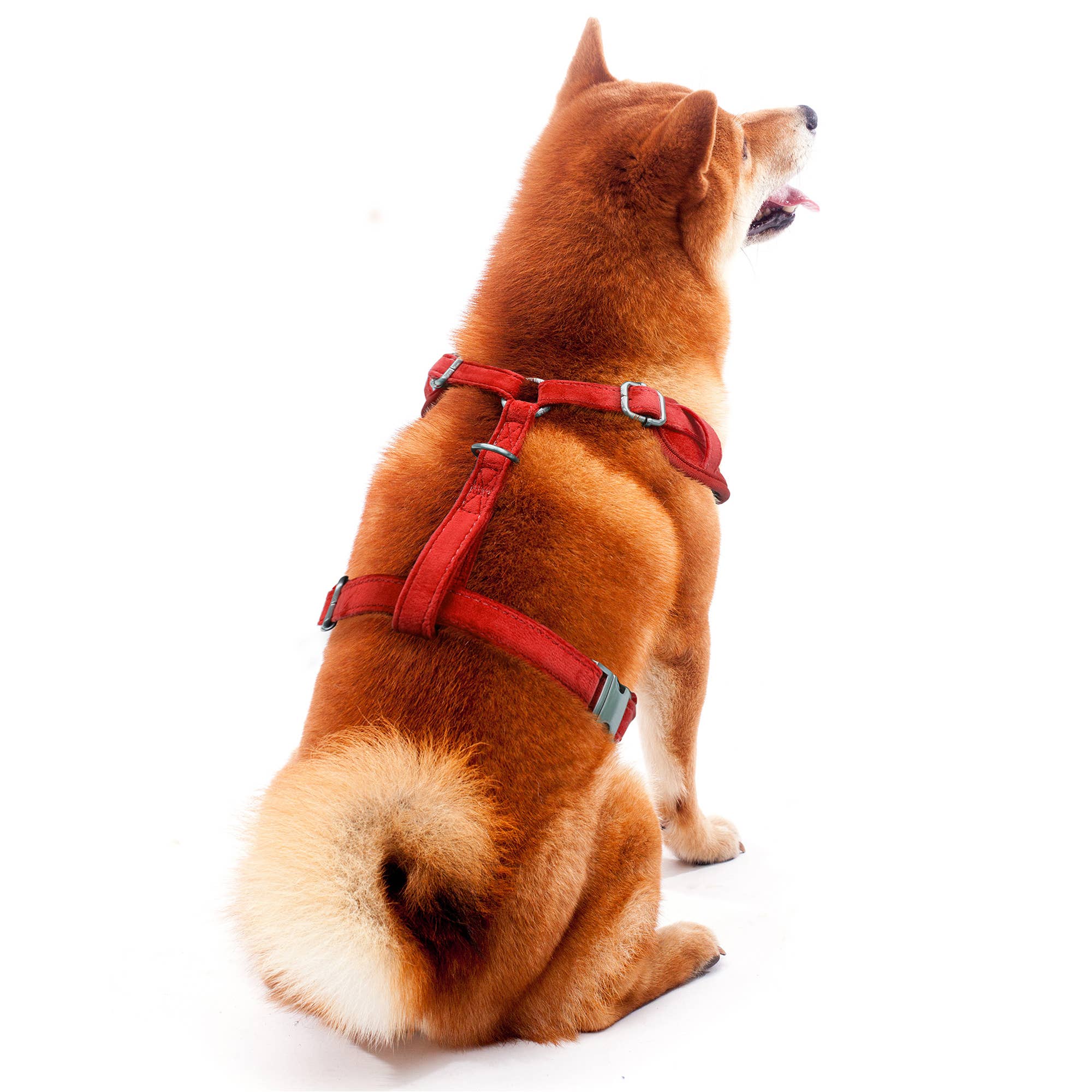 Little Earth Productions - Wholesale Pet Harness - Dog - NFL Kansas City Chiefs Velvet Pet Harness2