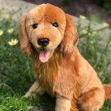 Auswella - Wholesale Stuffed/Plush Toy - Kids & Baby - Jack Golden Retriever1