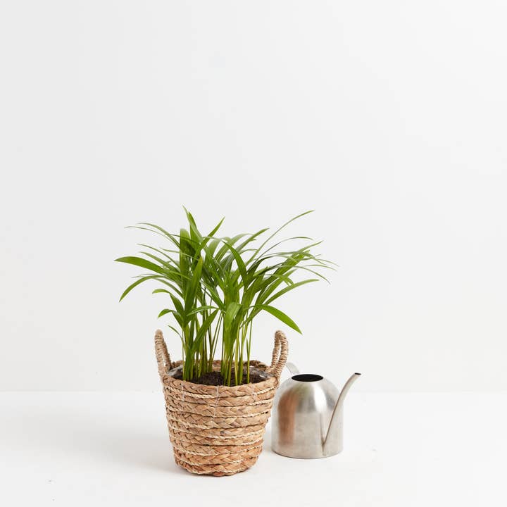 Lively Root - Wholesale Live Plant - Areca Palm Indoor Tree51