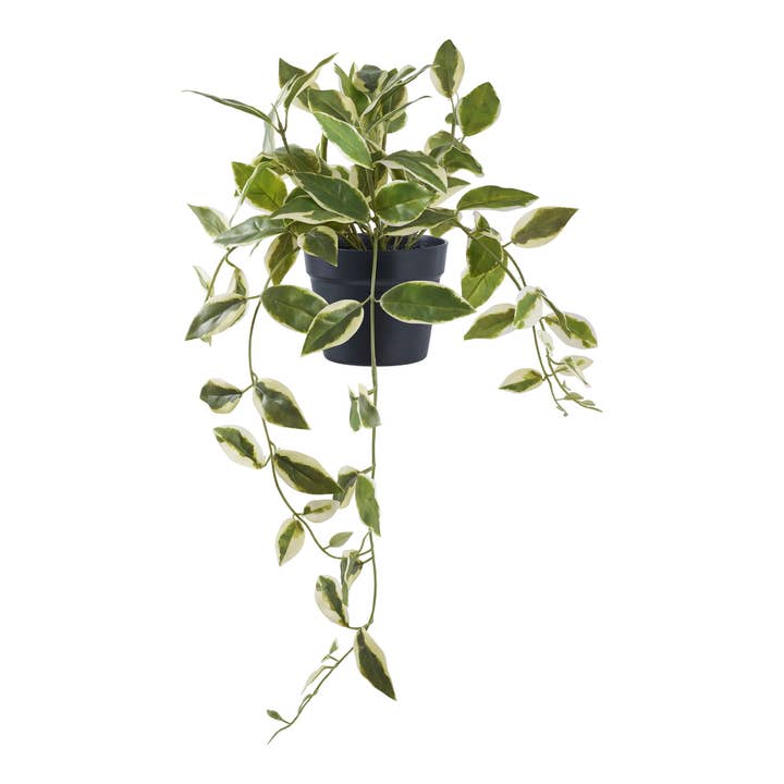 Hoya Carnosa – Künstliche Pflanze, grün, 33 cm hoch für den Großhandel von House Nordic