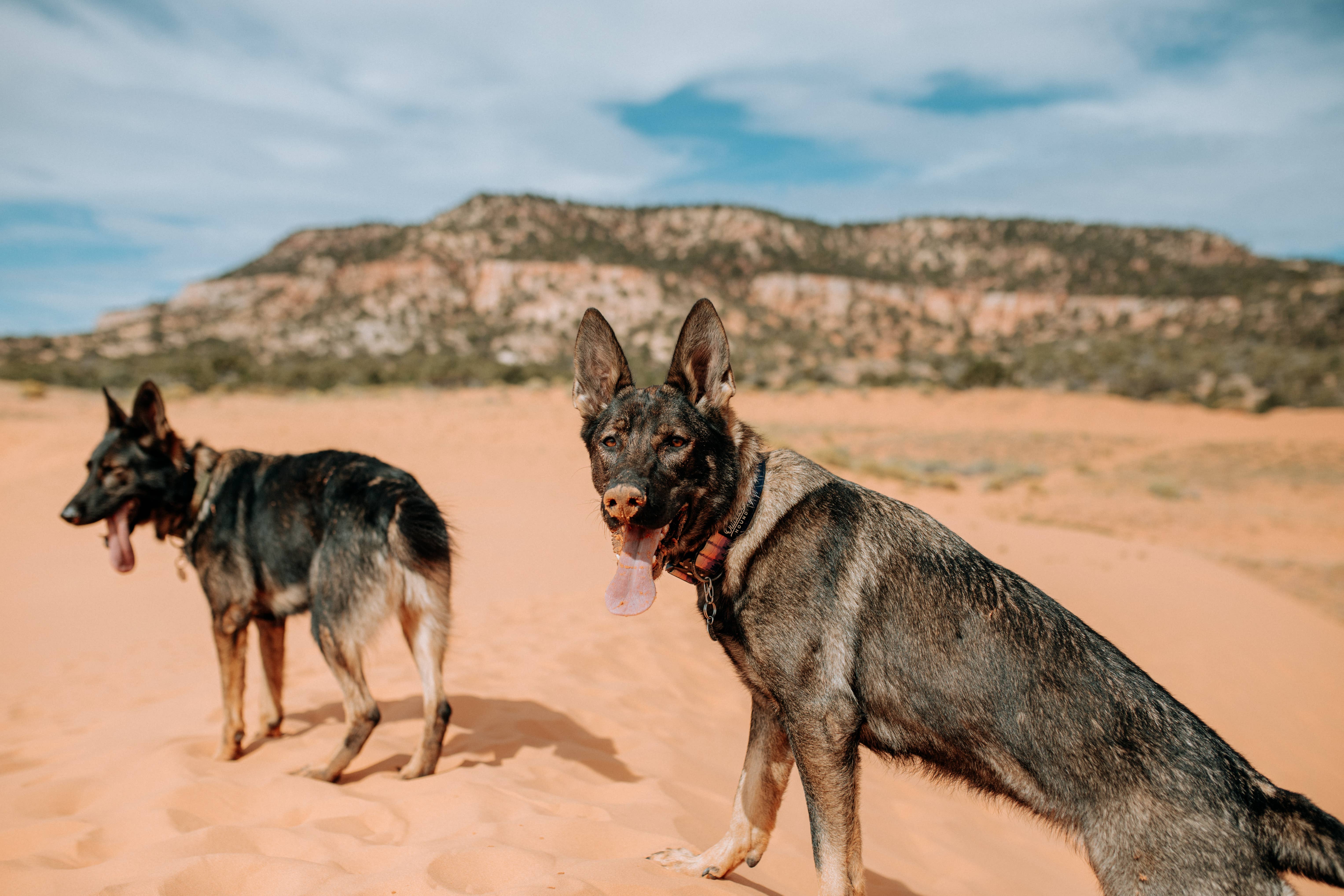 Outback Hound - Wholesale Halsband - Hond - Mountain Sunrise hondenhalsband5