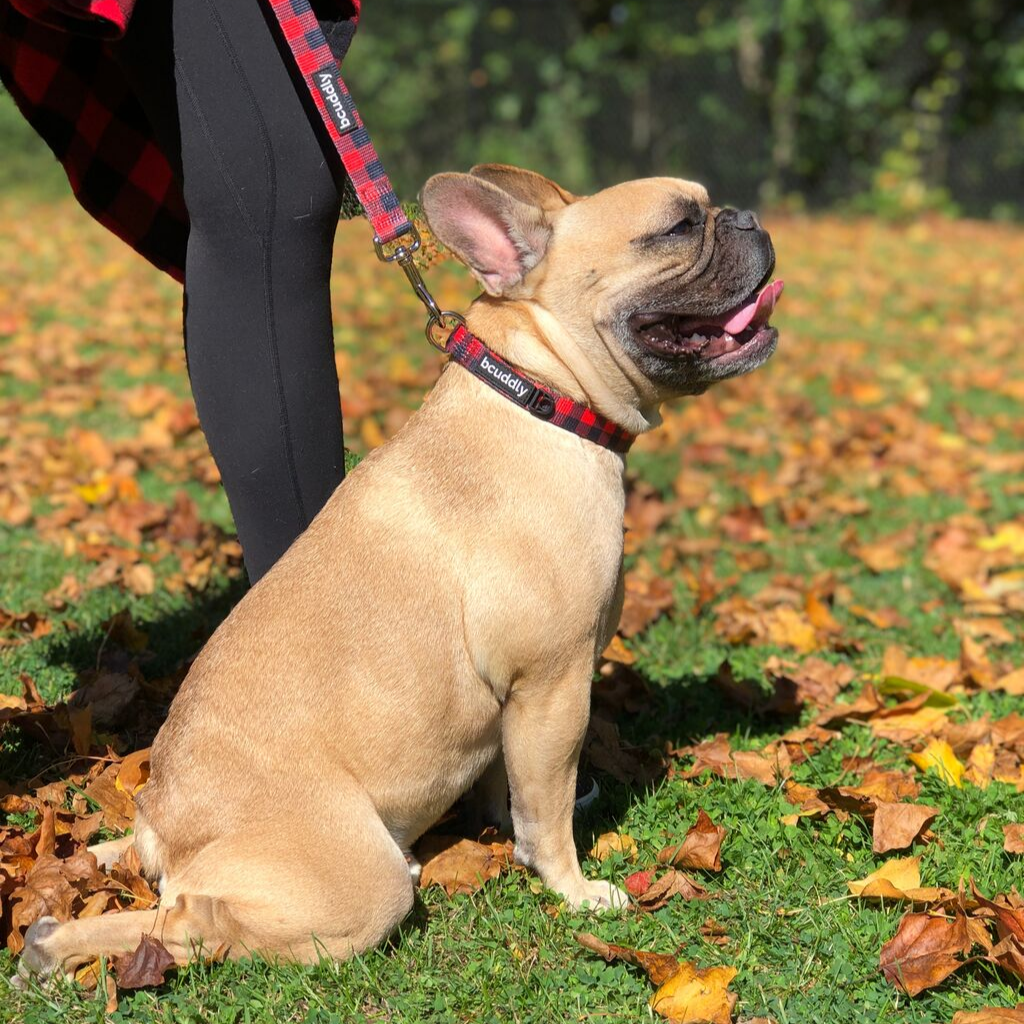 bcuddly - Wholesale Pet Leash - Dog - Dog Leash - Red Plaid3