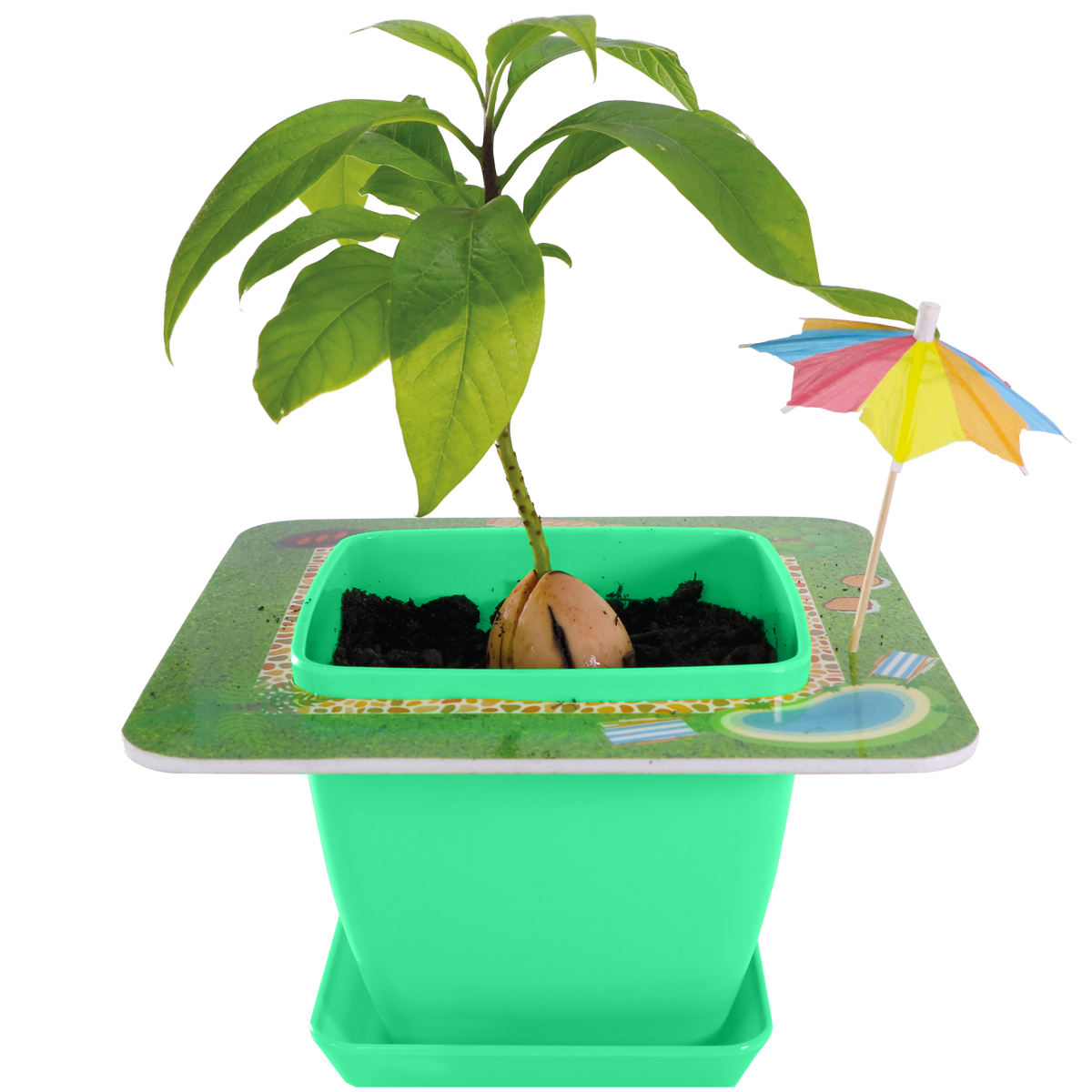 AvoSeedo - Wholesale Plant Seeds - AvoSeedo 2.0 - Pet Avocado1