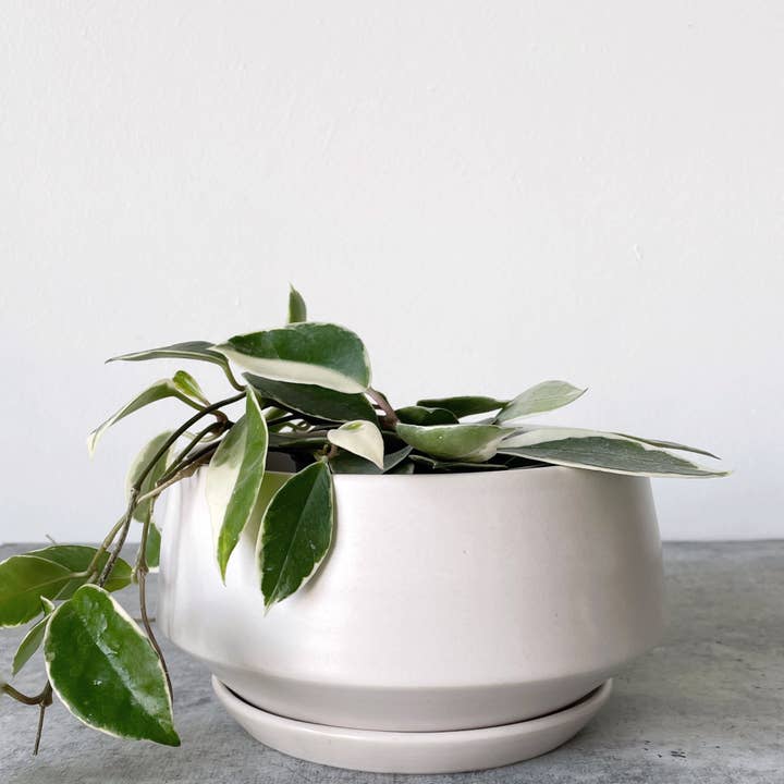 Little Fire Ceramics - Wholesale Plant Pot - Anna Bowl Planter