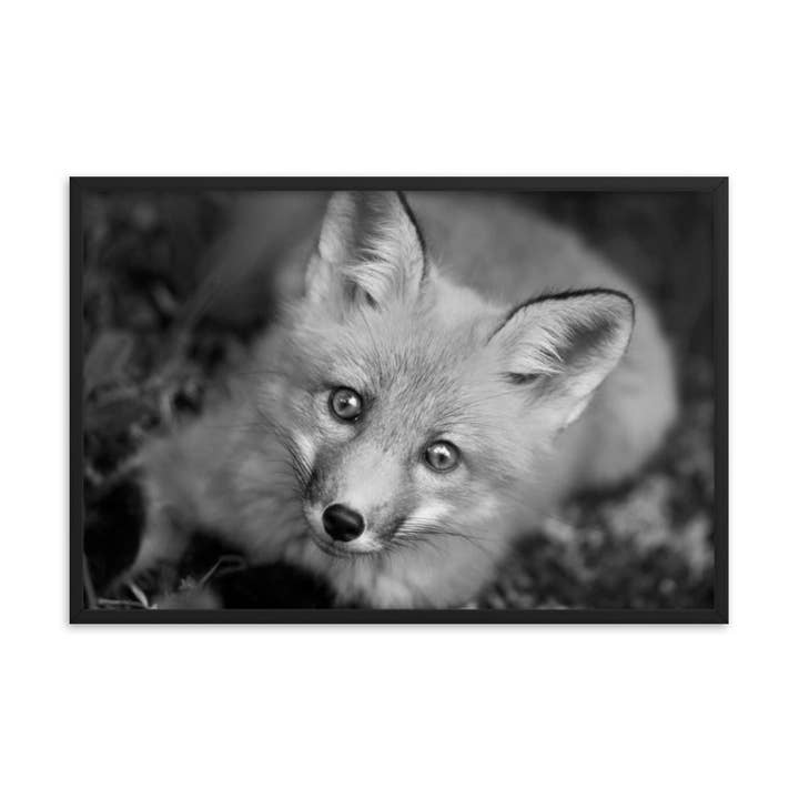 Jeune renard roux, visage de faune sauvage, noir et blanc, encadré par la nature pour la vente par Pipa Wall Art & Home Decor