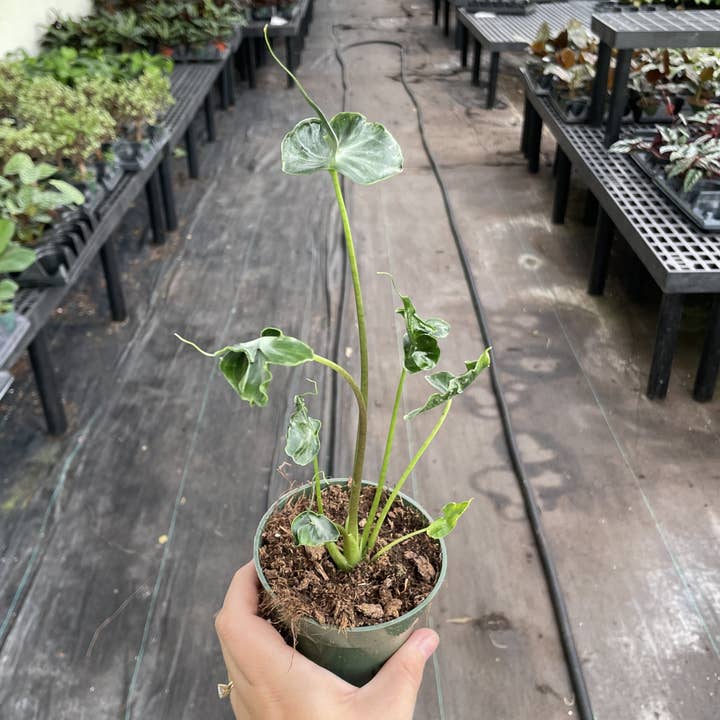 Thorsen's Greenhouse - Wholesale Live Plant - Alocasia Teletubbie - 4" Live Plant - RARE5