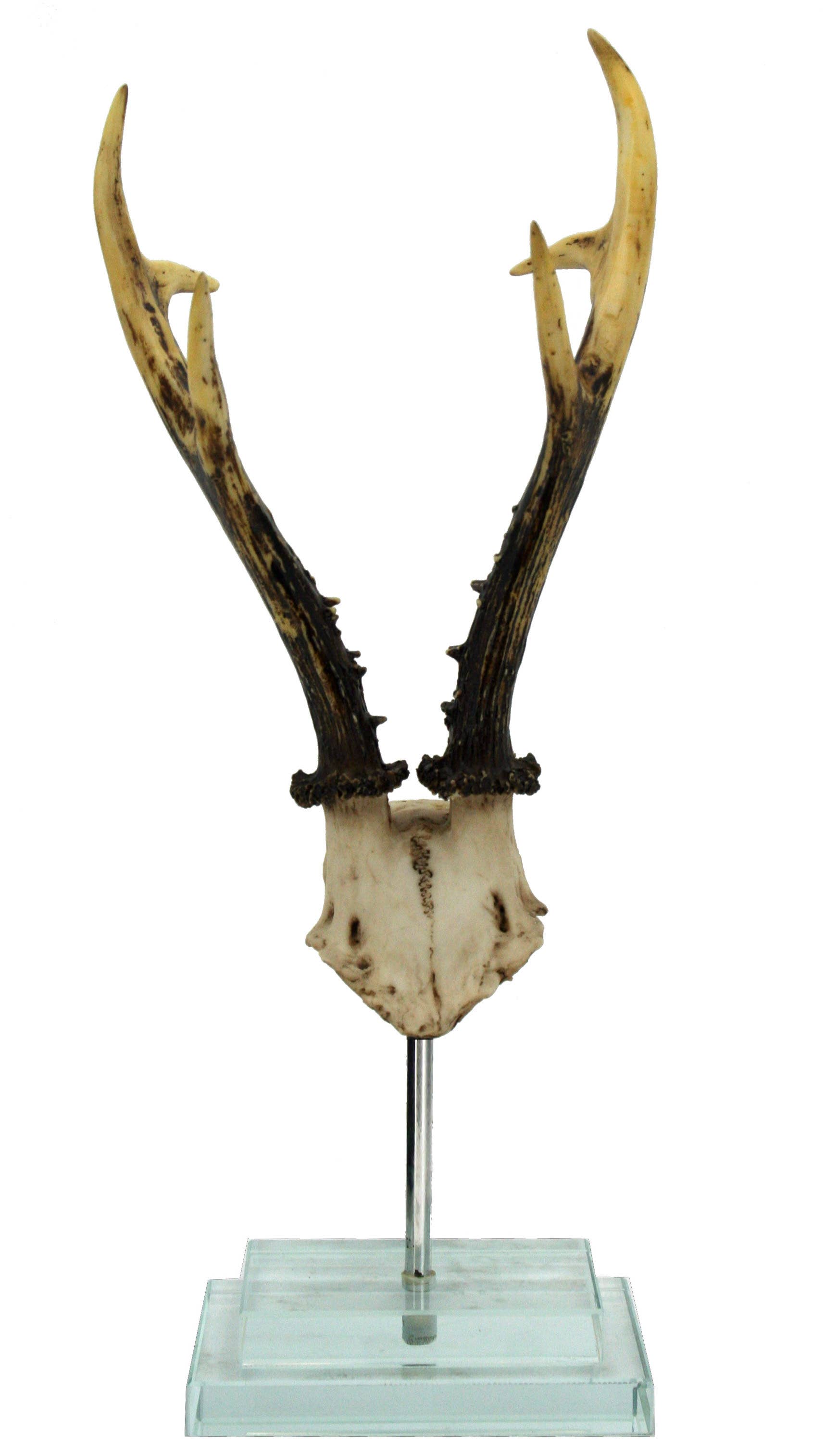 Modern World by Contrast Inc. - Wholesale Decorative Tabletop Object - Antler on  Double Glass Base1