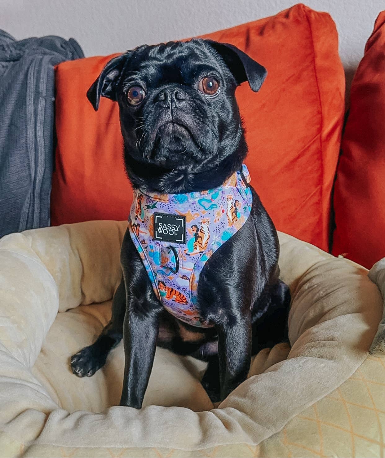 SASSY WOOF - Wholesale Pet Harness - Dog - Dog Adjustable Harness - Disney's Jasmine8