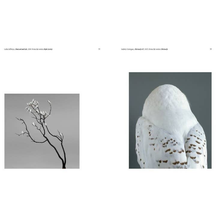 W. W. Norton - Wholesale Display Book - Aviary: The Bird in Contemporary Photography4