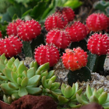 Swedish Dishcloth - Red Cap Cactus for wholesale by Scandinavian Specialties