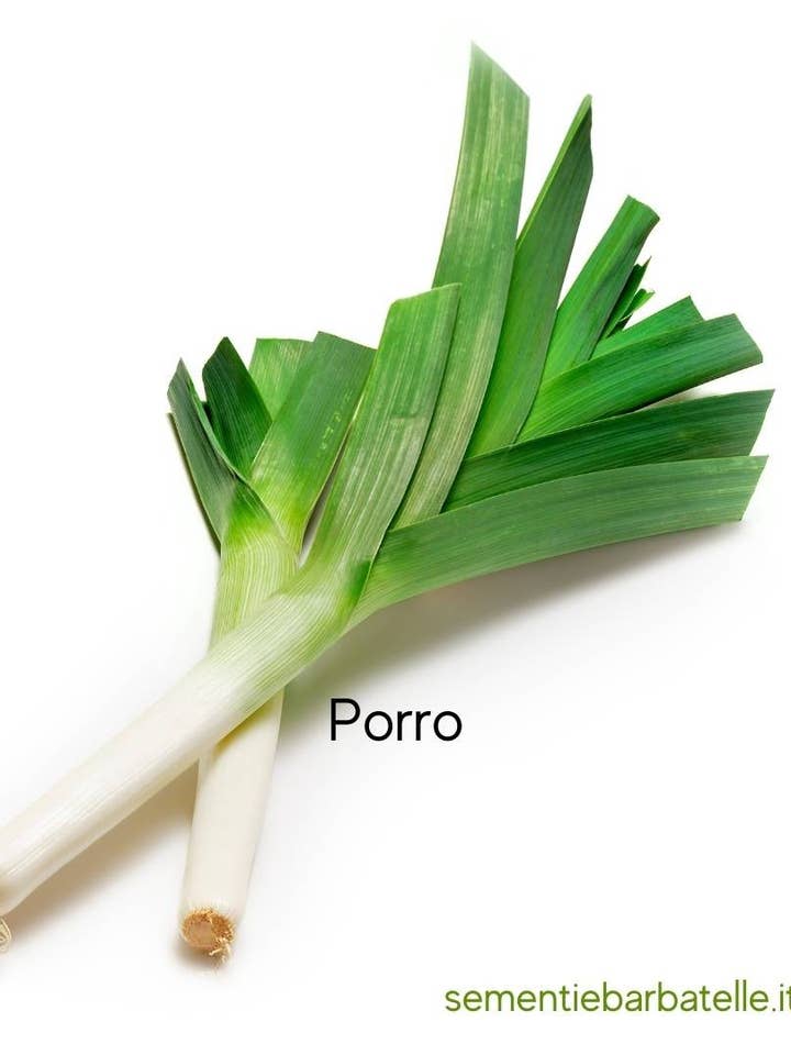 Indeed for wholesale by Sementi & Barbatelle