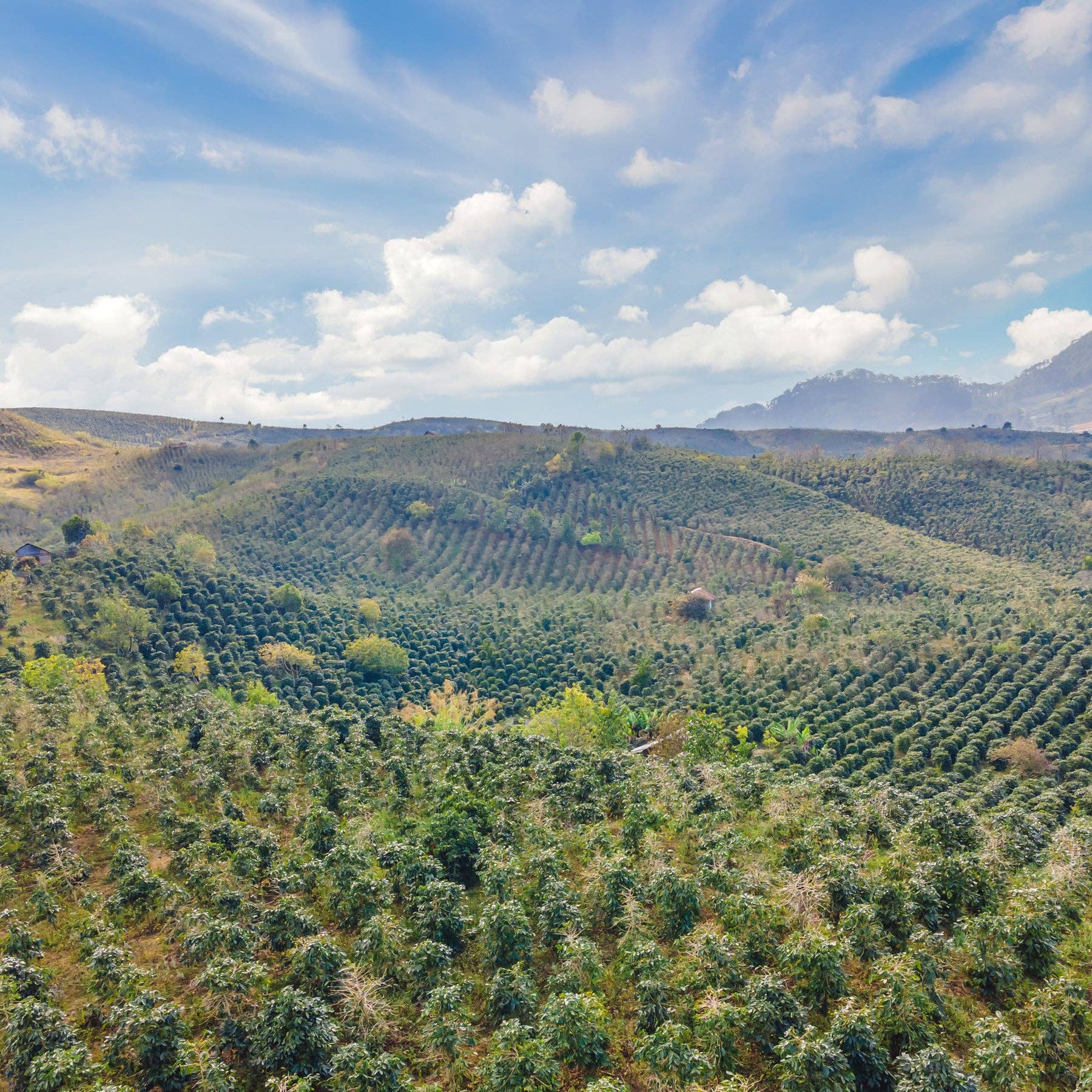 Pet Wiz - Wholesale Pet Chew Toy - Dog - Coffee Wood Chew6