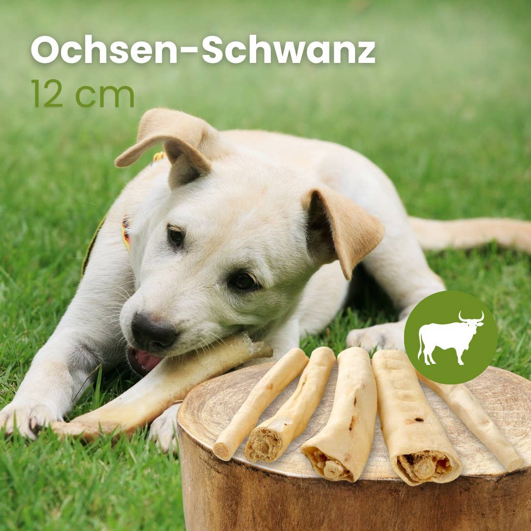 Kauartikel.com GmbH – wholesale Hundben/bitleksak - Hund – Oxtail cirka 12 cm naturligt hundtugg1