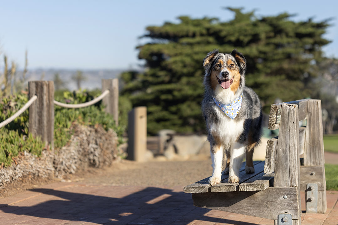 Dog Bandana Co. - Vendita all'ingrosso Bandana - Cani - Bandana per Cani a Doppia Faccia con Cravatta e Bottone a Pressione Api & Fiori3